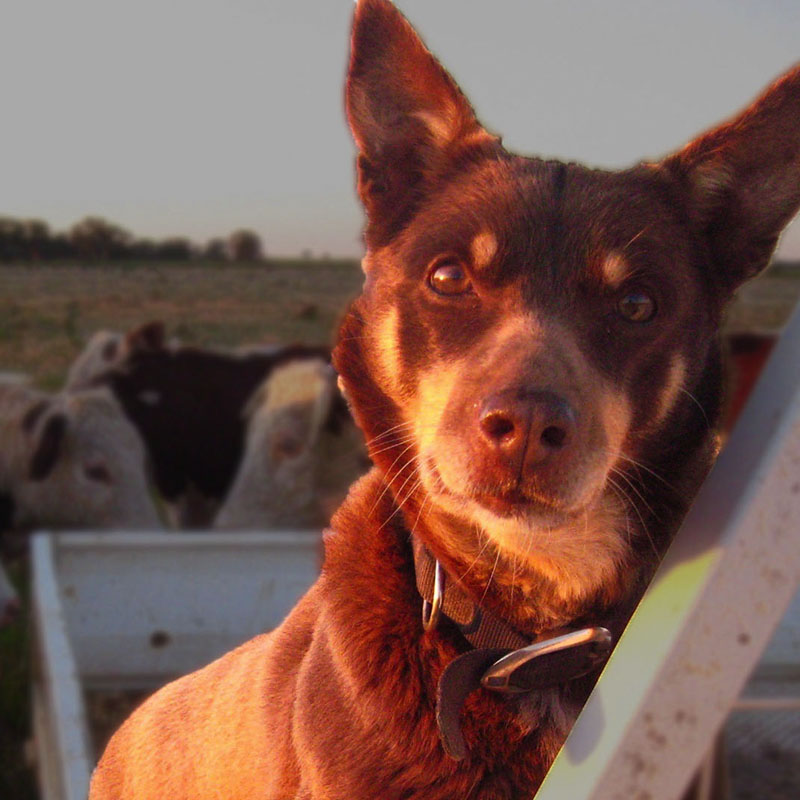 Restdown Jungle Lane Beef Co SQ