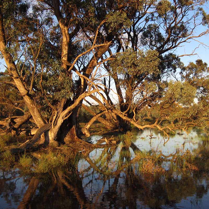 Restdown Wetlands SQ